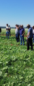 Produtores gaúchos utilizam agricultura regenerativa para diminuir custos