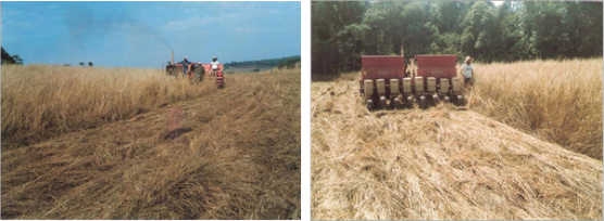 Foto: Implantação do Sistema de Plantio Direto, 1980.
